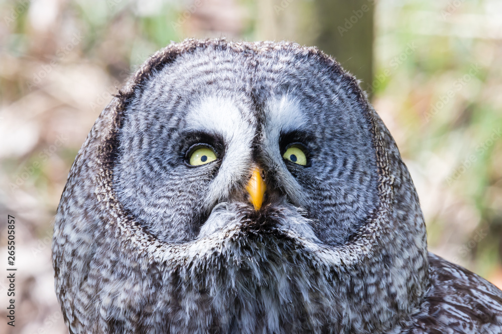 The beautiful great grey owl posing and facing The beautiful great grey owl posing and facing