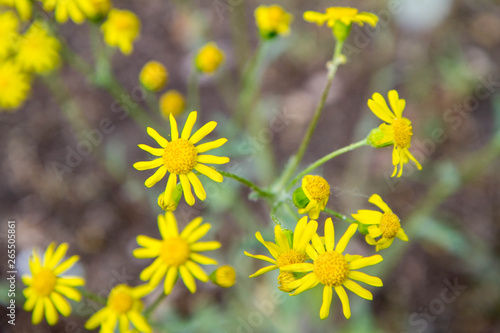 Senecio squalidus known as Oxford ragwort blooming photo