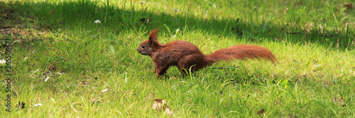 rotes Eichhörnchen auf Nahrungssuche