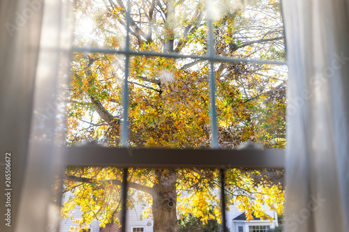 Virginia yellow autumn view through window of colorful oak leaf foliage in northern VA with tree leaves behind glass window blinds curtains and sunlight