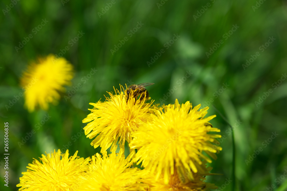 Honigbiene bei der Arbeit auf einem Löwenzahn Honigbiene bei der Arbeit auf einem Löwenzahn