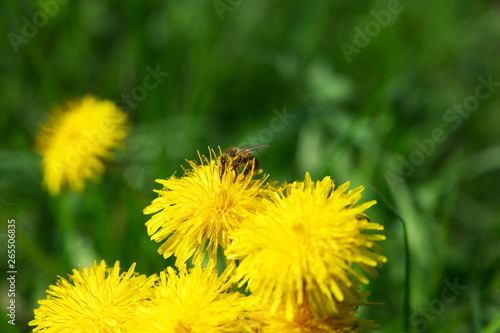 Honigbiene bei der Arbeit auf einem L  wenzahn