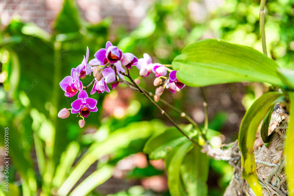 Key West, USA background of purple orchid flowers in old fortress fort Martello Tower garden with nobody in Florida Key West, USA background of purple orchid flowers in old fortress fort Martello Tower garden with nobody in Florida