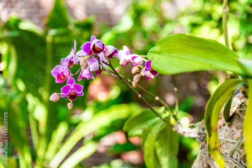 Key West  USA background of purple orchid flowers in old fortress fort Martello Tower garden with nobody in Florida