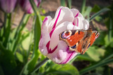 Peacock butterfly sitting on a pink ornamental tulip flower with a dark pink stripe outside on a spring day