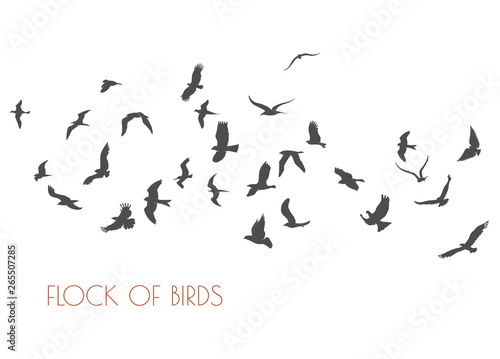 figures flock of flying birds on white background