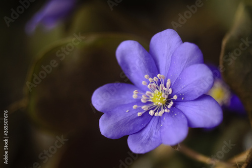 closeup of purple flower