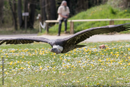 Large cape vulture flying with elegance photo