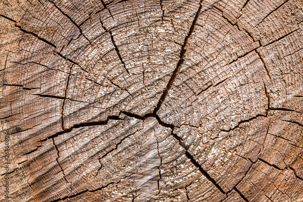 Fototapeta premium Wood texture of cut tree trunk