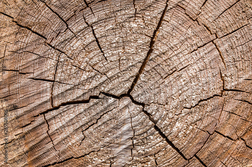Wood texture of cut tree trunk