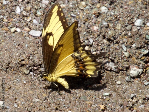 butterfly on leaf