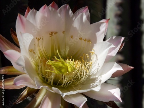 Cardon Flower