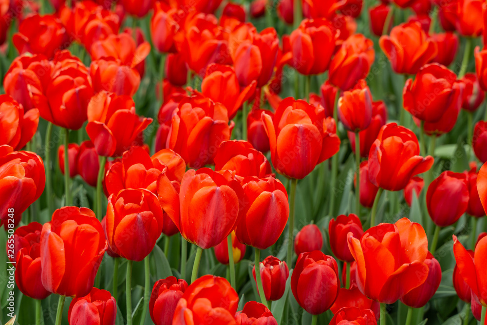 Brightly colored red tulips in field Brightly colored red tulips in field