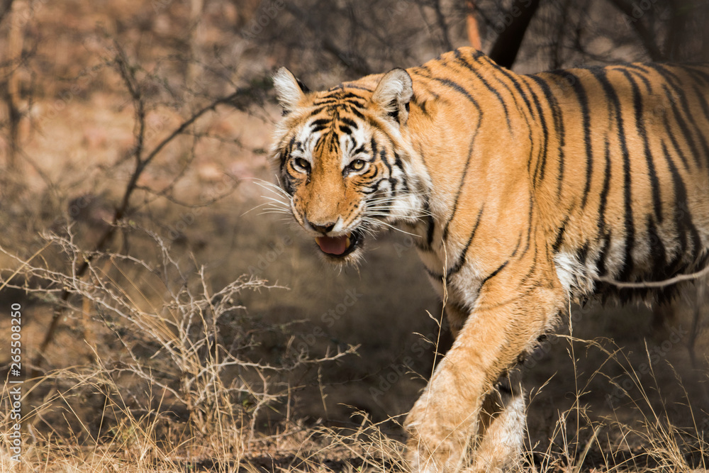 angry tiger angry tiger