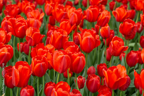 Brightly colored red tulips in field
