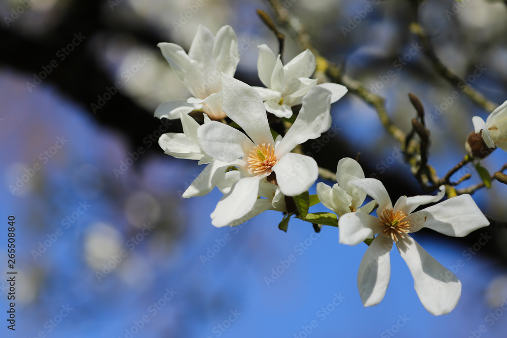 A white Magnolia tree in full flower in the spring sunshine. Taken in Cardiff, South Wales, UK A white Magnolia tree in full flower in the spring sunshine. Taken in Cardiff, South Wales, UK