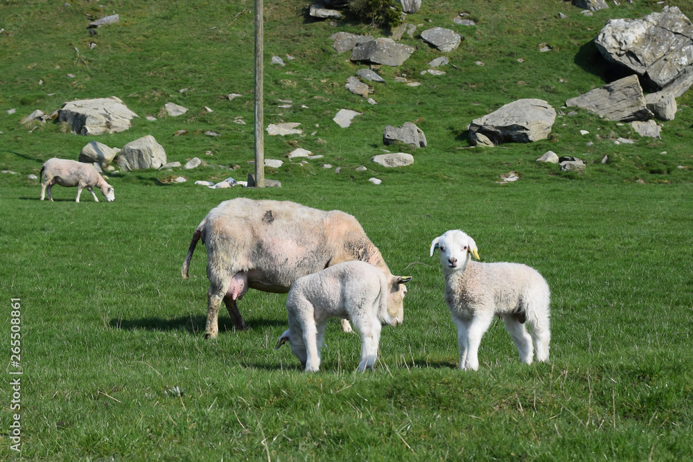 Fototapeta premium Sheep and lambs graze on a green pasture. Livestock and agriculture in Norway.