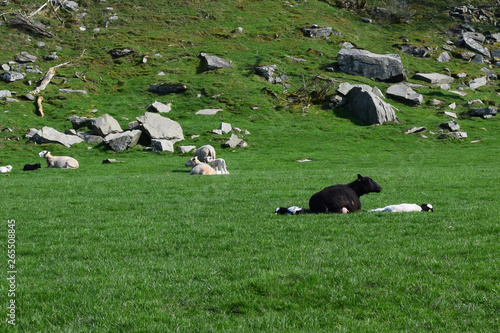 Sheep and lambs graze on a green pasture. Livestock and agriculture in Norway.