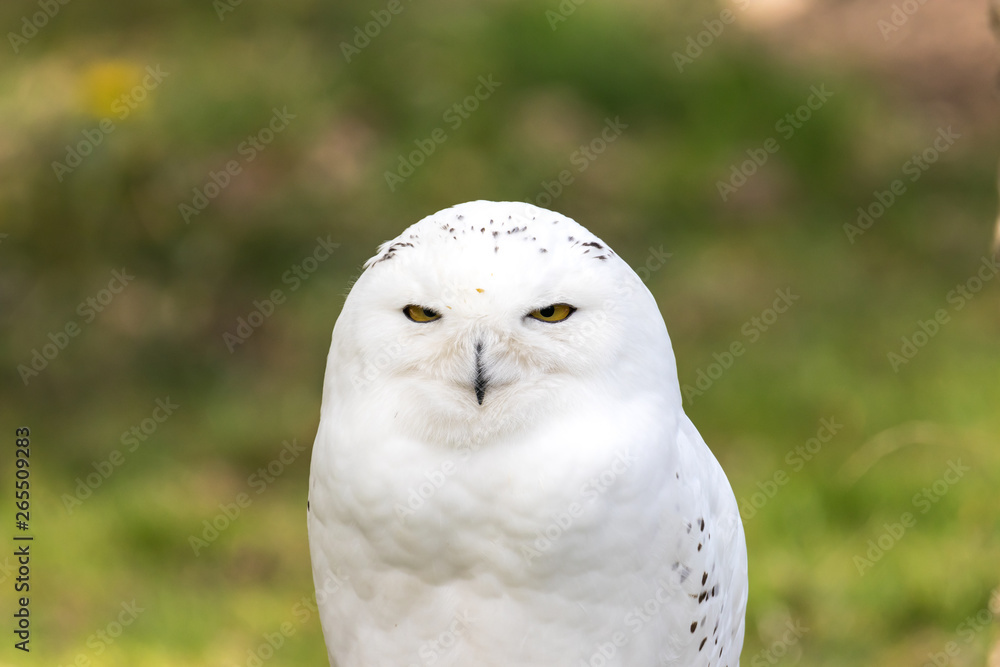 Obraz premium Beautiful standing portrait of the snowy owl