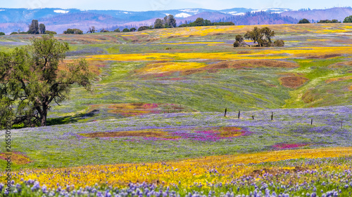 Wildflowers blooming on the rocky soil of North Table Mountain Ecological Reserve  Oroville  Butte County  California
