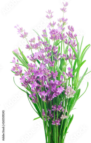 Bunch of Lavender flowers on a white background © Irina Ukrainets