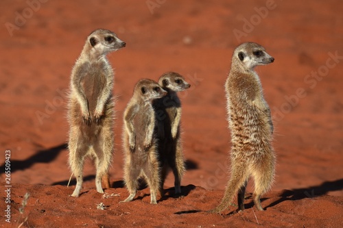 wachsame Erdmännchenfamilie (suricata suricatta) in der Kalahari in Namibia