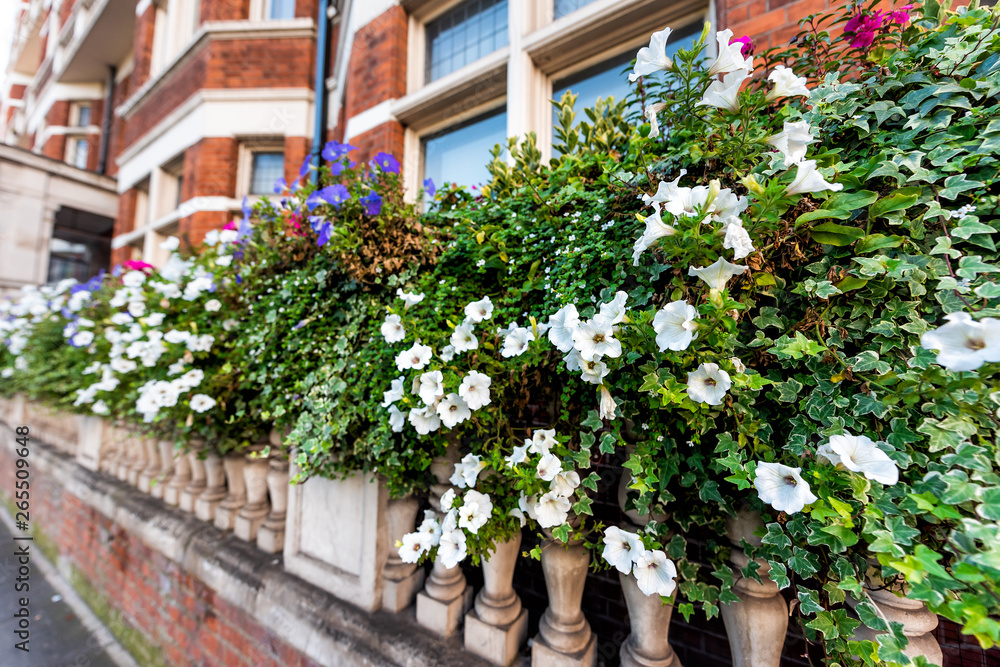 London, UK Chelsea Kensington neighborhood and closeup of green plants flowers in summer on street by historic brick building