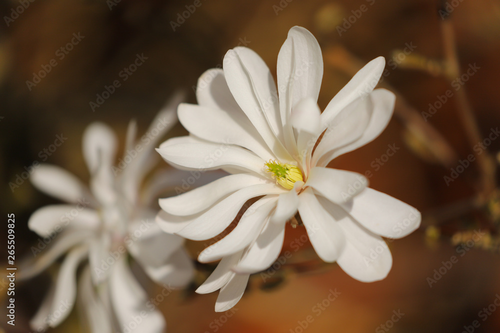 A beautiful white Star Magnolia in full flower in the spring sunshine. Growing in my front garden in Cardiff, South Wales, UK A beautiful white Star Magnolia in full flower in the spring sunshine. Growing in my front garden in Cardiff, South Wales, UK