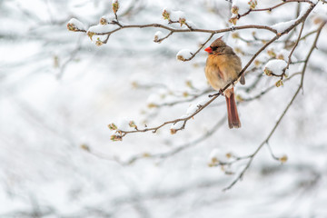 One female northern cardinal Cardinalis bird perched on tree branch during winter snow in northern Virginia with red beak