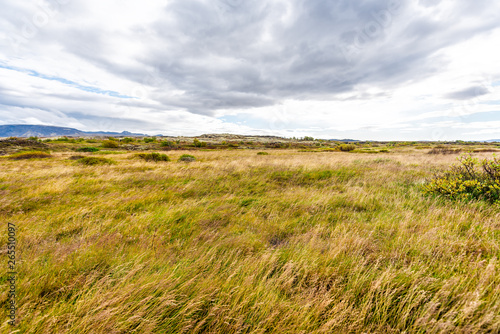 Thingvellir National Park grass in wind on windy day landscape meadow field on Golden Circle in South Iceland in autumn fall season on valley © Kristina Blokhin