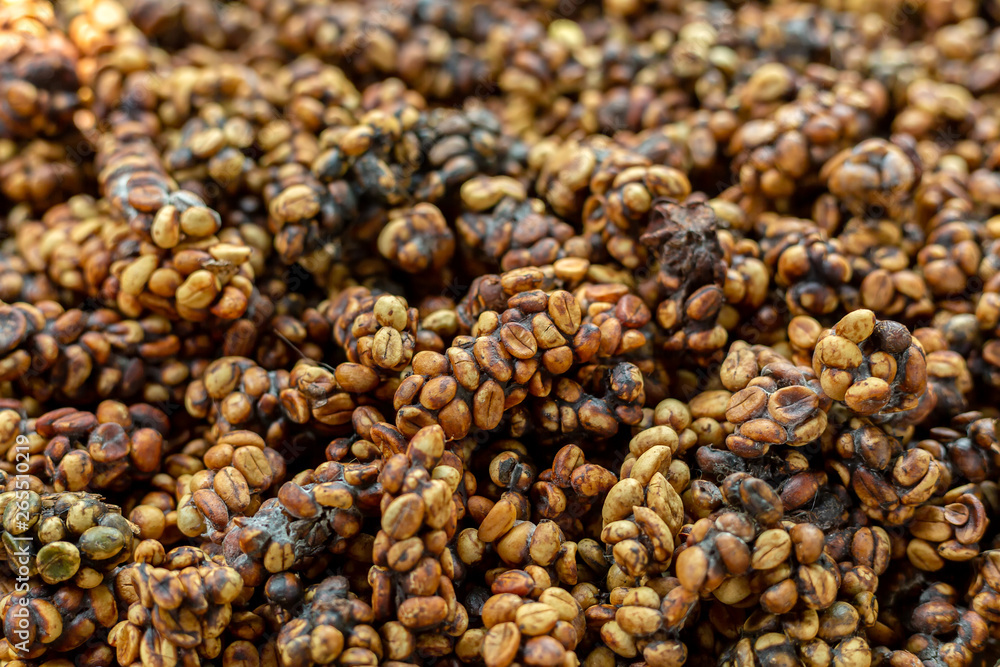 Kopi luwak or civet coffee, is one of the world's most expensive and low-production varieties of coffee, Coffee beans excreted by the civet. Kopi luwak or civet coffee, is one of the world's most expensive and low-production varieties of coffee, Coffee beans excreted by the civet.