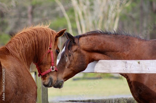 Fotografía Beautiful horses sniffing noses over fence