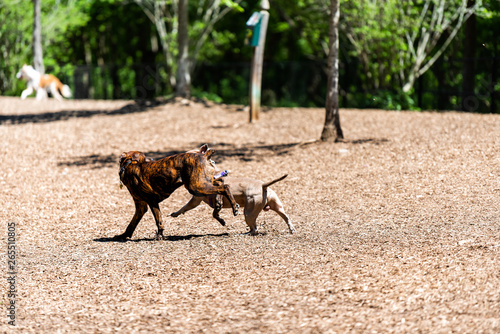 Canvas Print Brown pitbull mutt dogs running playing in Piedmont park on sunny summer day in