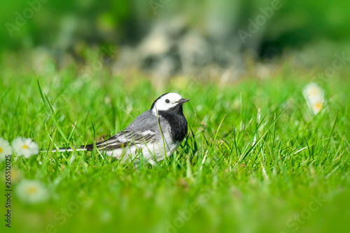 Wagtail bird on a green lawn in the spring