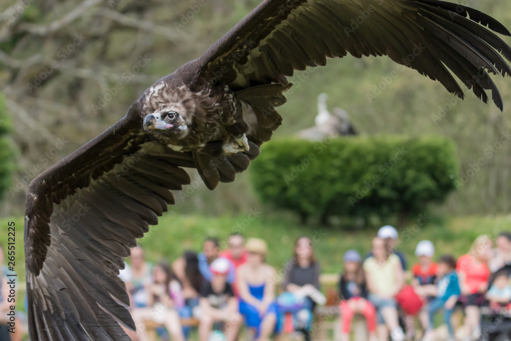 Naklejka premium Large cape vulture flying with elegance