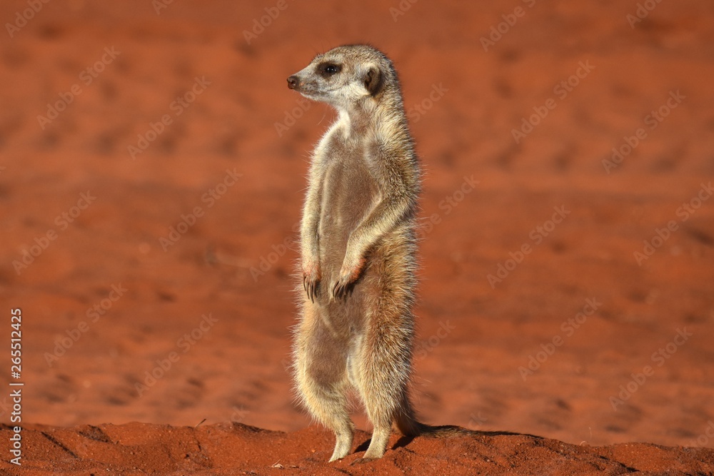Fototapeta premium wachsames Erdmännchen (suricata suricatta) in der Kalahari in Namibia