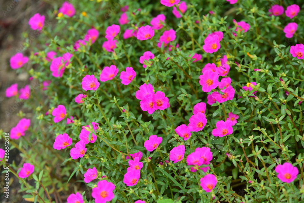 Fototapeta premium flowers on a summer day