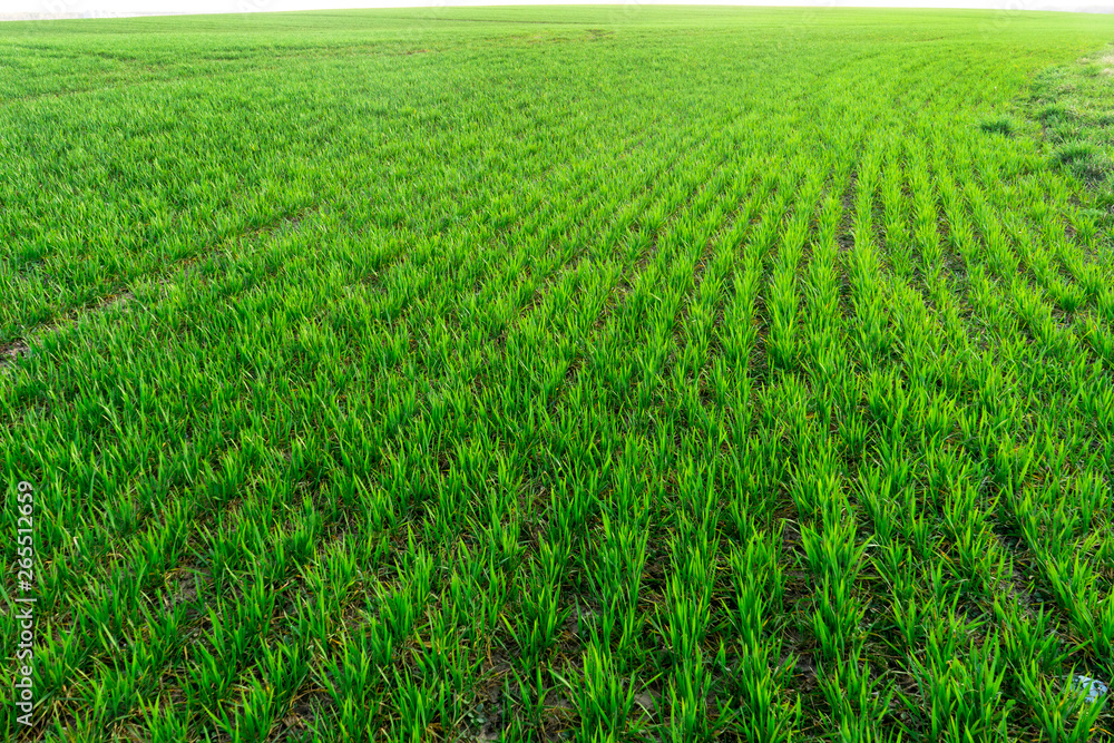 Sunny field of bright green fresh plants. Ecological agriculture concept. Real is beautiful Sunny field of bright green fresh plants. Ecological agriculture concept. Real is beautiful