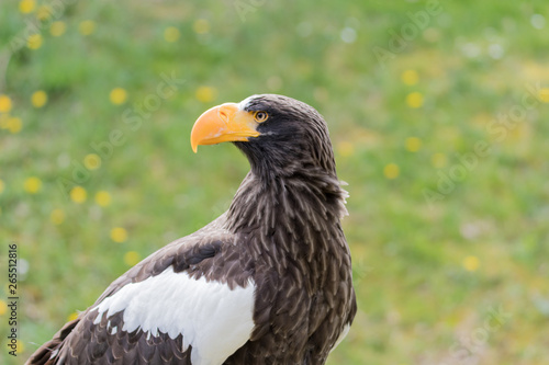 Elegant wild bald eagle flying experience © arnaudmartinez