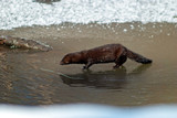 American mink (lat. Neovison vison) is looking for food on the banks of the river. The water in the river is covered with ice. Spring 2019, Russian Federation, Sverdlovsk Region.