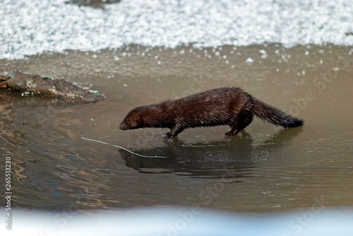 American mink (lat. Neovison vison) is looking for food on the banks of the river. The water in the river is covered with ice. Spring 2019, Russian Federation, Sverdlovsk Region. © Vladimir Ya