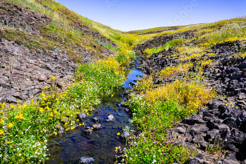 Seep monkey flower (Mimulus guttatus) and White meadow foam (Limnanthes alba) wildflowers blooming on the shores of a creek, North Table Mountain Ecological Reserve, Oroville, California photo