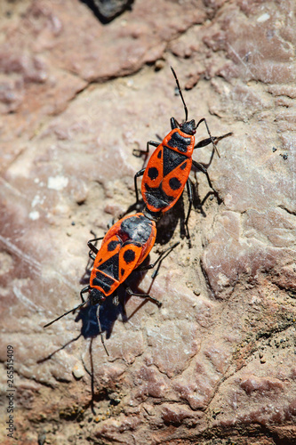 European firebug, Pyrrhocoris apterus, couple mating © marbenzu