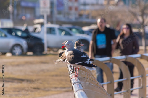 Native endemic seagulls with red beaks, on a sunny day on the boardwalk, with tourist walking on the background, in the port of Ushuaia city, Tierra del Fuego, Argentina. Copy space for text