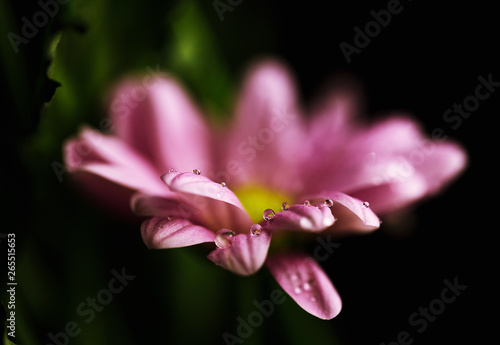 closeup of pink flower