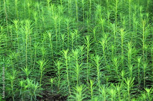 Seedlings of young coniferous trees