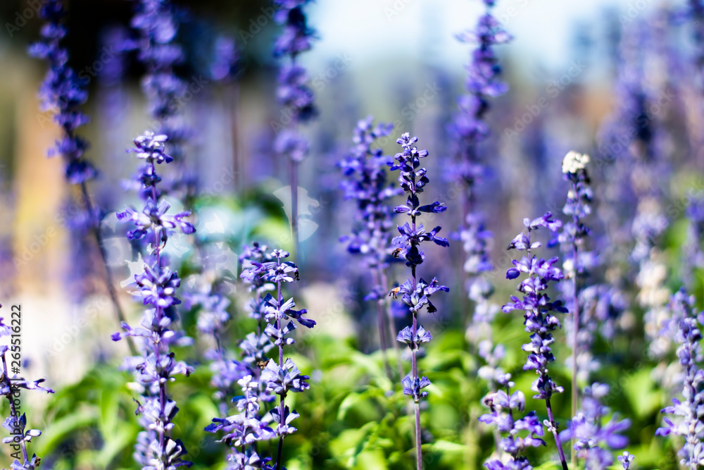 Lavandula on the morning at garden. Lavandula on the morning at garden.