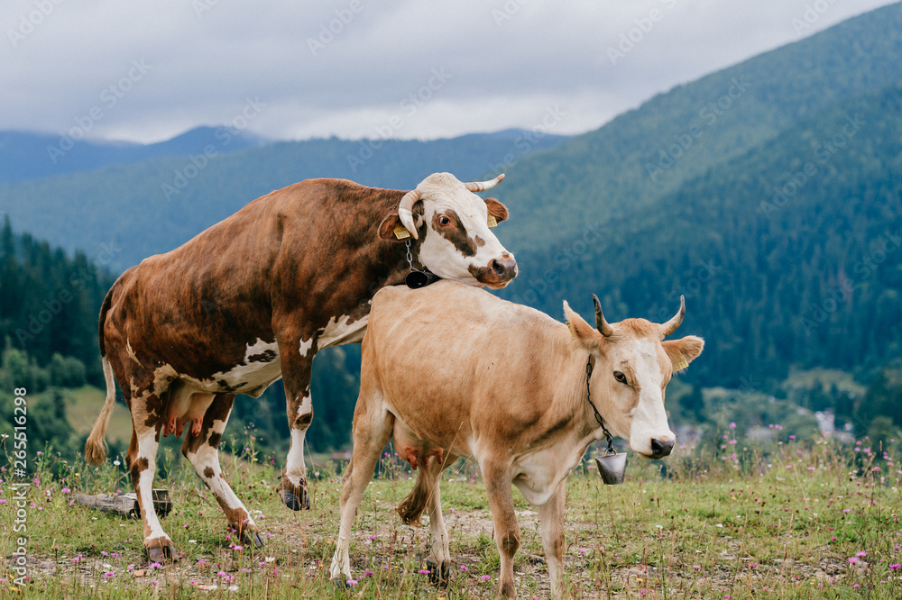 Two funny spotted cows playing sex games on pasture in highland in ...