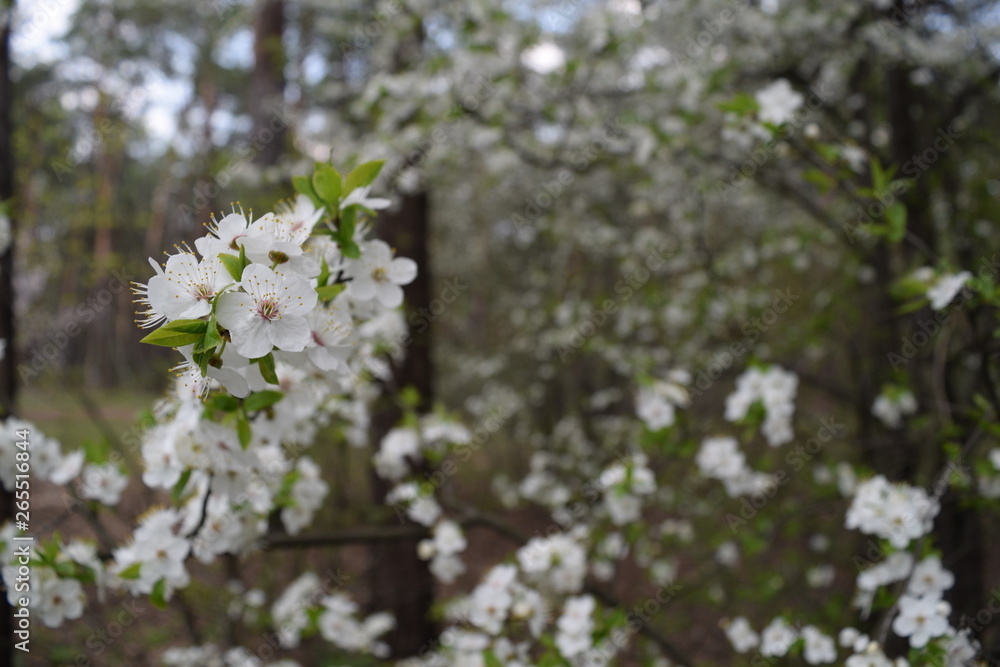 Many white flowers in the forest. spring nature. Many white flowers in the forest. spring nature.