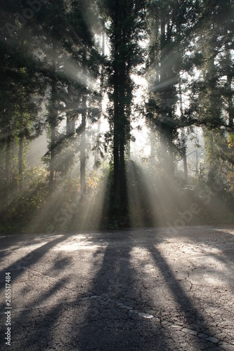 Trees with sun beam and fog